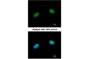Immunofluorescence staining of Paraformaldehyde-Fixed HeLa using of AP23777PU-N XRCC3 antibody at 1/200 dilution.