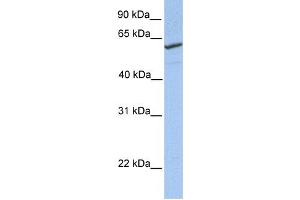 Western Blotting (WB) image for anti-RFT1 Homolog (RFT1) antibody (ABIN2459371) (RFT1 抗体)