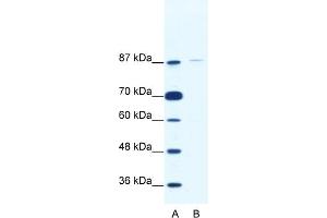 WB Suggested Anti-TAF1C Antibody Titration:  2. (TAF1C 抗体  (C-Term))