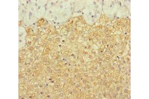 Immunohistochemistry of paraffin-embedded human adrenal gland tissue using ABIN7150168 at dilution of 1:100 (ERCC1 抗体  (AA 1-323))