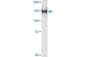 Immunoprecipitation of GOLGA2 transfected lysate using anti-GOLGA2 MaxPab rabbit polyclonal antibody and Protein A Magnetic Bead , and immunoblotted with GOLGA2 purified MaxPab mouse polyclonal antibody (B02P) . (Golgin A2 (GOLGA2) (AA 1-990) 抗体)