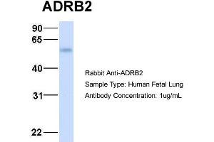 Host:  Rabbit  Target Name:  ADRB2  Sample Type:  Human Fetal Lung  Antibody Dilution:  1. (beta 2 Adrenergic Receptor 抗体  (Middle Region))