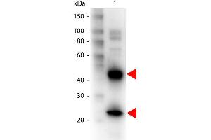 Western Blot of Biotin conjugated Goat anti-Armenian Hamster IgG antibody. (山羊 anti-Armenian Hamster IgG (Heavy & Light Chain) Antibody (Biotin) - Preadsorbed)