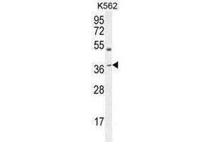 APOL6 抗体  (Middle Region)