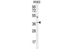 APOL6 Antibody (Center) western blot analysis in K562 cell line lysates (35µg/lane). (APOL6 抗体  (Middle Region))