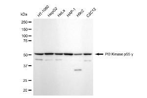 anti-Phosphatidylinositol 3-kinase regulatory subunit gamma (PIK3R3) antibody