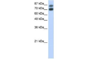 HNRPUL1 antibody used at 0. (HNRNPUL1 抗体  (C-Term))