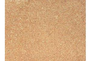 CASPR Immunohistochemistry. (CNTNAP1 抗体)