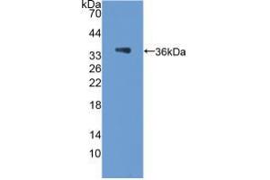 Western blot analysis of recombinant Rat PCX. (PODXL 抗体  (AA 153-386))