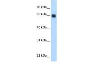 anti-Kininogen 1 (KNG1) (AA 251-300) antibody