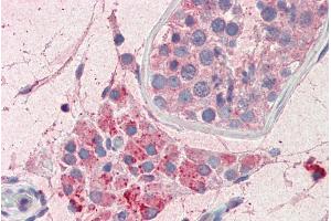 ABIN1590101 (5µg/ml) staining of paraffin embedded Human Testis. (PIM2 抗体  (C-Term))