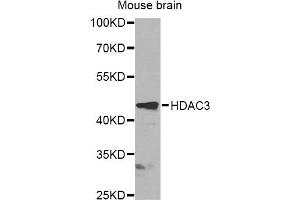 Western blot analysis of extracts of mouse brain, using HDAC3 antibody (ABIN6290462) at 1:1000 dilution. (HDAC3 抗体)