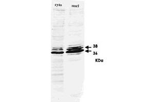 Western blot for HNRNPA2B1 monoclonal antibody, clone DP3B3  on HeLa cell extract. (HNRNPA2B1 抗体)