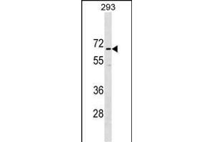 CCD Antibody (N-term) (ABIN1539118 and ABIN2849833) western blot analysis in 293 cell line lysates (35 μg/lane). (CCDC151 抗体  (N-Term))