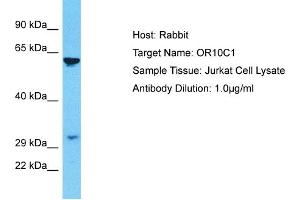 Western Blotting (WB) image for anti-Olfactory Receptor, Family 10, Subfamily C, Member 1 (OR10C1) (C-Term) antibody (ABIN2774570)