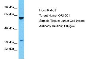 Host: Rabbit Target Name: OR10C1 Sample Type: Jurkat Whole Cell lysates Antibody Dilution: 1. (OR10C1 抗体  (C-Term))