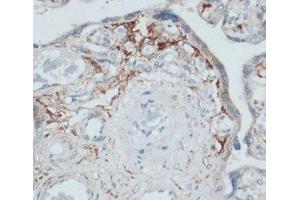 Immunohistochemistry of paraffin-embedded Human placenta using SLAMF7 Polyclonal Antibody at dilution of 1:100 (40x lens). (SLAMF7 抗体)