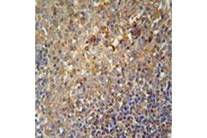 Immunohistochemical staining of formalin-fixed and paraffin-embedded human tonsil tissue reacted with SERPINA9 monoclonal antibody  at 1:50-1:100 dilution. (SERPINA9 抗体  (AA 158-186))
