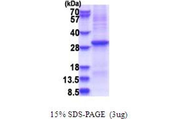 Kallikrein 10 Protein (KLK10) (AA 34-276) (His tag)