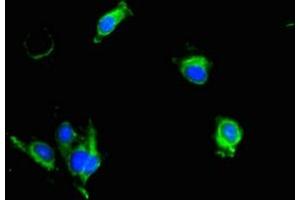Immunofluorescence (IF) image for anti-Kallikrein 6 (KLK6) (AA 22-244) antibody (ABIN7157217)