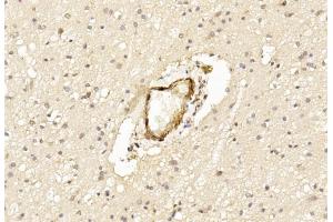 Immunohistochemistry (IHC) image for anti-Leucine Rich Repeat and Ig Domain Containing 1 (LINGO1) (AA 62-92), (N-Term) antibody (ABIN391440)