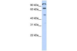 C10ORF38 antibody used at 1 ug/ml to detect target protein. (FAM171A1 抗体  (Middle Region))