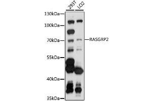 Western blot analysis of extracts of various cell lines, using RASGRP2 antibody (ABIN6293518) at 1:1000 dilution. (RASGRP2 抗体)