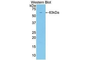 Western Blotting (WB) image for anti-Sulfatase 2 (SULF2) (AA 337-649) antibody (ABIN1860662) (SULF2 抗体  (AA 337-649))