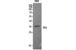 Western Blot (WB) analysis of HEB cells using FAS Polyclonal Antibody. (FAS 抗体  (Internal Region))