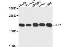 Western blot analysis of extracts of various cell lines, using NIP7 antibody (ABIN5972719) at 1/1000 dilution. (NIP7 抗体)