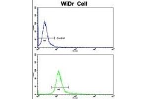Flow cytometric analysis of WiDr cells using CTDP1 Antibody (N-term)(bottom histogram) compared to a negative control cell (top histogram). (CTDP1 抗体  (N-Term))