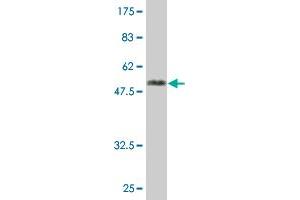 Western Blot detection against Immunogen (54. (MRRF 抗体  (AA 1-262))