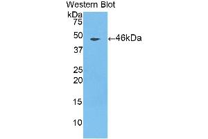 Detection of Recombinant CTSL, Porcine using Polyclonal Antibody to Cathepsin L (CTSL) (Cathepsin L 抗体  (AA 115-288))