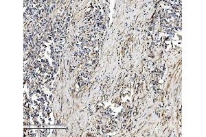 IHC analysis of SEC14L3/TAP2 using anti-SEC14L3/TAP2 antibody (ABIN7601623).