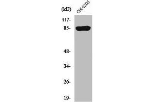 Western Blot analysis of COLO205 cells using REP-2 Polyclonal Antibody (CHML 抗体  (Internal Region))