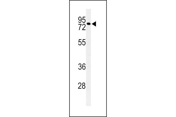 CIRH1A 抗体  (N-Term)