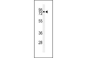 Western blot analysis of CIRH1A Antibody (N-term) (ABIN653909 and ABIN2843146) in Neuro-2a cell line lysates (35 μg/lane). (CIRH1A 抗体  (N-Term))