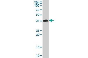IMPACT MaxPab polyclonal antibody. (IMPACT 抗体  (AA 1-320))