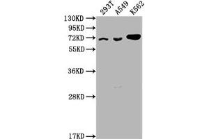 Western Blot Positive WB detected in: 293T whole cell lysate, A549 whole cell lysate, K562 whole cell lysate All lanes: ATAD3A antibody at 1:2000 Secondary Goat polyclonal to rabbit IgG at 1/50000 dilution Predicted band size: 72, 67, 58 kDa Observed band size: 72 kDa
