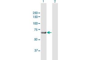 Western Blotting (WB) image for anti-Prostaglandin-Endoperoxide Synthase 1 (Prostaglandin G/H Synthase and Cyclooxygenase) (PTGS1) (AA 1-599) antibody (ABIN950036)