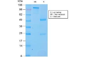 SDS-PAGE Analysis Purified SOX2 Recombinant Rabbit Monoclonal Antibody (SOX2/3169R).