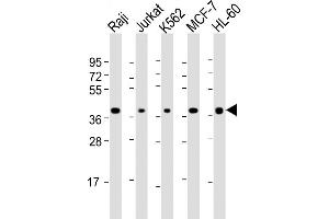 All lanes : Anti-SELL Antibody (C-term) at 1:2000 dilution Lane 1: Raji whole cell lysate Lane 2: Jurkat whole cell lysate Lane 3: K562 whole cell lysate Lane 4: MCF-7 whole cell lysate Lane 5: HL-60 whole cell lysate Lysates/proteins at 20 μg per lane. (L-Selectin 抗体  (C-Term))