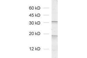 Western Blotting (WB) image for anti-VAMP (Vesicle-Associated Membrane Protein)-Associated Protein A, 33kDa (VAPA) (AA 1-223) antibody (ABIN1742504) (VAPA 抗体  (AA 1-223))