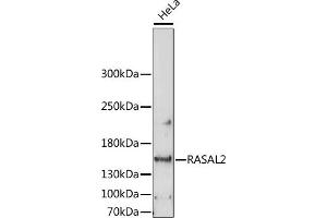 Western blot analysis of extracts of HeLa cells, using R antibody (ABIN7269874) at 1:1000 dilution. (RASAL2 抗体  (AA 750-1040))