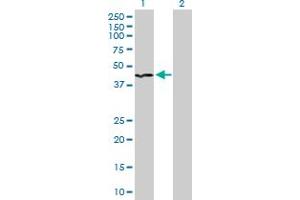 Western Blot analysis of INPP1 expression in transfected 293T cell line by INPP1 MaxPab polyclonal antibody. (INPP1 抗体  (AA 1-399))