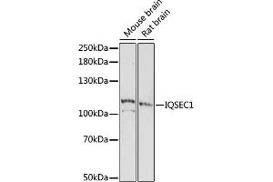 Western blot analysis of extracts of various cell lines, using IQSEC1 antibody (ABIN7268018) at 1:1000 dilution.