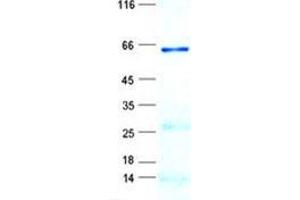 Western Blotting (WB) image for Ubiquitin Specific Peptidase 46 (USP46) protein (GST tag,His tag) (ABIN5505797)