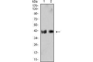 Western blot analysis using CD132 mouse mAb against MOLT4 (1) and U937 (2) cell lysate. (IL2RG 抗体  (AA 23-262))