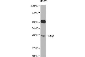 Western blot analysis of extracts of MCF7 cells, using BAK1 Antibody (ABIN6291815). (BAK1 抗体)