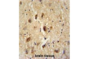 VITRN antibody (C-term) immunohistochemistry analysis in formalin fixed and paraffin embedded human brain tissue followed by peroxidase conjugation of the secondary antibody and DAB staining. (Vitrin 抗体  (C-Term))